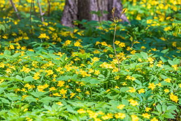 Spring yellow flowers - anemone ranunculoides, the yellow anemone, yellow wood anemone or buttercup anemone