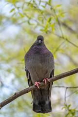 The fat pigeon is importantly sitting on a branch. Domestic pigeon bird and blurred natural background.