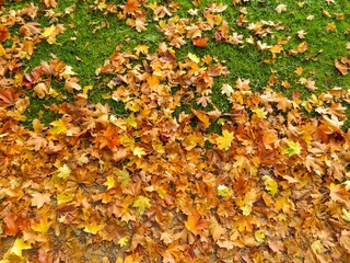 leaves autumn autumnal real leaves on the ground