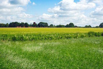 Fototapeta premium Landschaft im Sommer in Ocholt / Lindern 