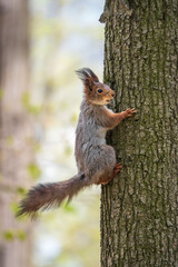 The squirrel sits on a tree trunk in the spring. Eurasian red squirrel