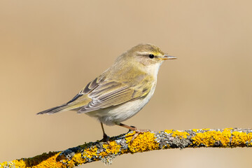 Söğütbülbülü » Willow Warbler » Phylloscopus trochilus