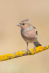 İspinoz » Common Chaffinch » Fringilla coelebs