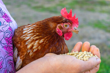 Chicken eating corn.