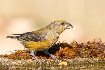 Çaprazgaga » Red Crossbill » Loxia curvirostra