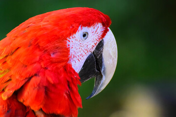 parrot ara red beautiful just wonderful © Alexander