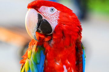parrot ara red beautiful just wonderful © Alexander