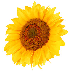 Fototapeta premium sunflower, isolated on white background, full depth of field, clipping path