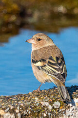 İspinoz » Common Chaffinch » Fringilla coelebs