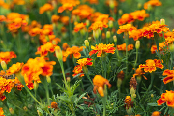 Marigolds (Tagetes erecta, Mexican marigold, Aztec marigold, African marigold)