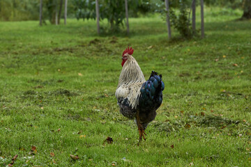 Rooster walk along the lawn and seek something edible near the country house.