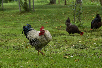 Naklejka na ściany i meble Rooster and chickens walk along the lawn and seek something edible near the country house.