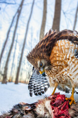 Red Shouldered Hawk with Recent Kill In Snow 