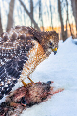 Red Shouldered Hawk with Recent Kill in Winter