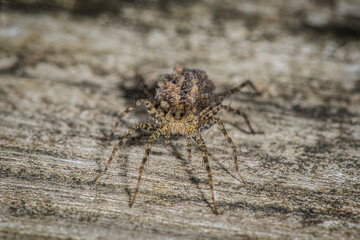 Close up of Wolf Spider with Babies on back