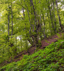 Scenic view of old beech forest in late summer