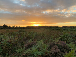 Obraz premium sunset in the field