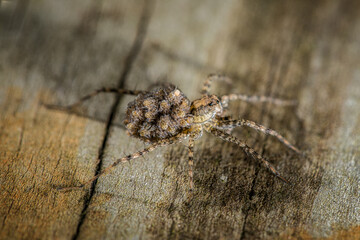 Wolf Spider with Babies on its back