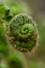 Macro of a Young Fiddlehead
