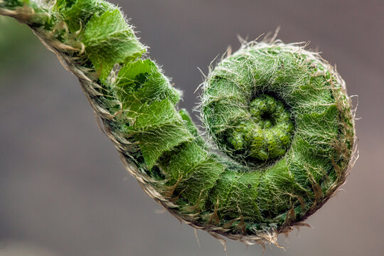 Side of a young Fiddlehead