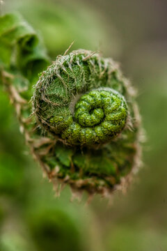 Macro of a Young Fiddlehead