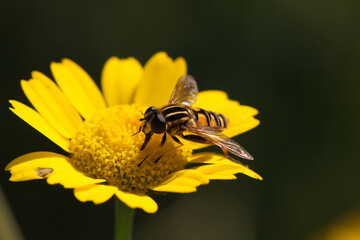 Insekt auf der Blume. Ohne Pollenraub kein Wachstum