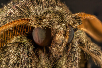 Grey and Tan Moth Macro