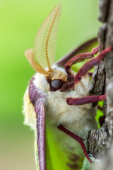 Luna Moth Close Up on the side of a tree