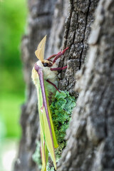 Luna Moth Side View on the side of a Tree
