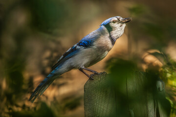 Blue Jay on a Wood Post