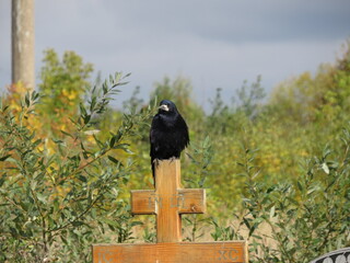 Crow on the cemetery