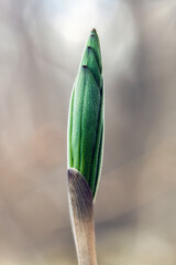 Close Up of a Young Flower Bud