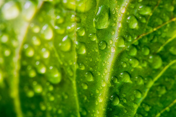 Close Up of Morning Dew on a Leaf