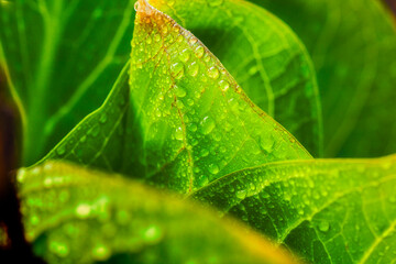 Morning Dew Droplets on a leaf