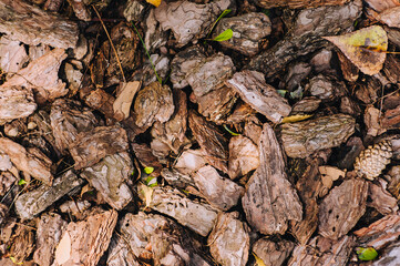 Fallen pieces of dry brown bark of an oak tree are scattered on the ground close-up.