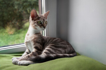 4 month old kitten mestizo bengal cat funny sitting by the window