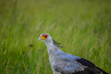 Secretarybird or Secretary bird is a terrestrial bird which eats snakes