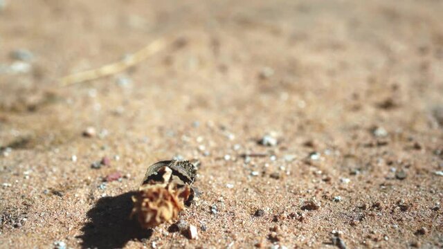 Bagworm moth caterpillar with a house made of dry rose, walking on the ground - 4k graded footage