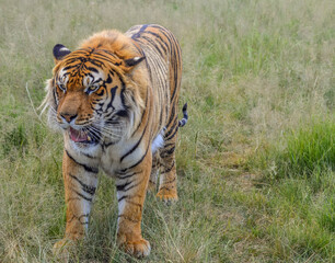Fototapeta na wymiar Portrait of a beautiful Bengal tiger in South Africa