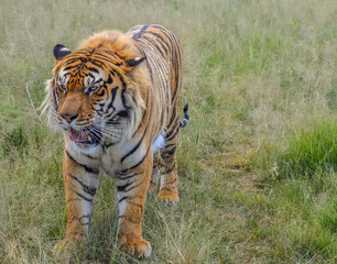 Portrait of a beautiful Bengal tiger in South Africa