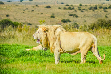 Big African white lion pride in Rhino and lion nature reserve in South Africa
