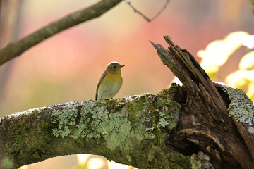 マユミの木の枝にとまるムギマキ