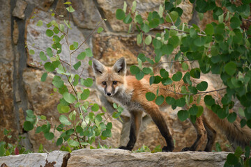 Red fox in the aspen
