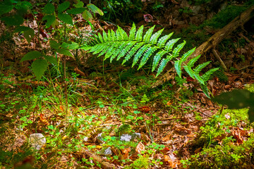 Green leaf hit by the sunlight in a dark forest meadow