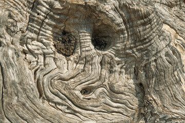 Surface structure of an old olive tree - like a face - 8135