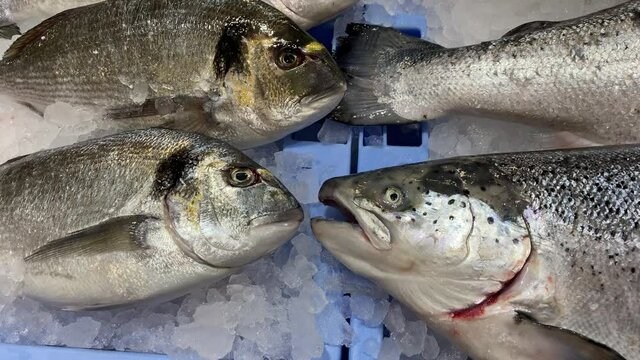 Close up of raw salmon and gilt-head bream in a supermarket display. Uncooked fresh seafood. Dorade fish on ice at market store shop. Healthy ingredients for cooking, food diet concept.-Dan