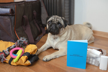 Pug dog with luggage and carrier waiting for a travel. Pet passport for travelling clothes and...