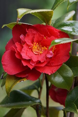 red kamelia flower