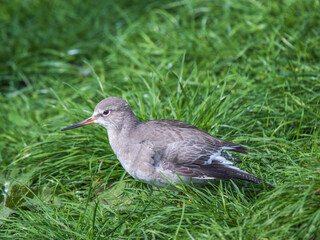 Redshank In Grass