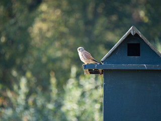 Kestrel Standing on a Nesting Box